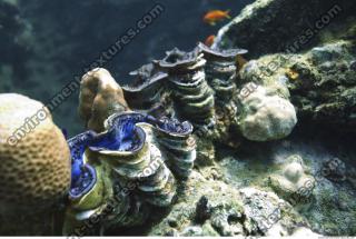 Photo Reference of Coral Sudan Undersea 0008
